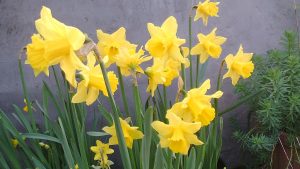 cbib_amdaffs