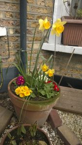 A host, of golden daffodils