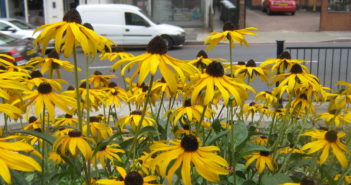 A grand summer of growth for Brownhill Road!
